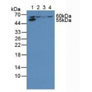 Western blot analysis of (1) Human Liver Tissue, (2) Human 293T Cells, (3) Human HepG2 Cells and (4) Human Jurkat Cells.