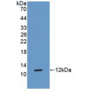 Western blot analysis of recombinant Human HLA-G.