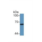 Western blot analysis of Human 293T cell lysate, using Cow Smad1 Antibody (1 µg/ml) and HRP-conjugated Goat Anti-Rabbit antibody (<a href="https://www.abbexa.com/index.php?route=product/search&amp;search=abx400043" target="_blank">abx400043</a>, 0.2 µg/ml).