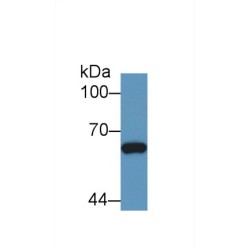 Mothers Against Decapentaplegic Homolog 1 (Smad1) Antibody