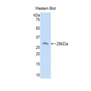 Western blot analysis of the recombinant protein.