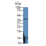 Western blot analysis of Mouse Pancreas lysate, using Human Smad6 Antibody (2 µg/ml) and HRP-conjugated Goat Anti-Rabbit antibody (<a href="https://www.abbexa.com/index.php?route=product/search&amp;search=abx400043" target="_blank">abx400043</a>, 0.2 µg/ml).