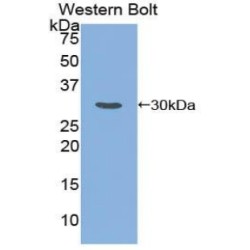 Mothers Against Decapentaplegic Homolog 6 (Smad6) Antibody