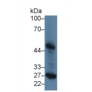 Western blot analysis of Dog Liver lysate, using Dog LpPLA2 Antibody (2 µg/ml) and HRP-conjugated Goat Anti-Rabbit antibody (<a href="https://www.abbexa.com/index.php?route=product/search&amp;search=abx400043" target="_blank">abx400043</a>, 0.2 µg/ml).