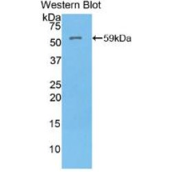 ATPase, H+/K+ Exchanging Alpha Polypeptide (ATP4a) Antibody