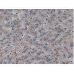 C-Type Lectin Domain Family 10 Member A / CD301 (CLEC10A) Antibody