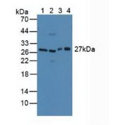 Western blot analysis of (1) Mouse Lung Tissue, (2) Mouse Testis Tissue, (3) Mouse Cerebellum Tissue and (4) Rat Testis Tissue.