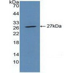 C-Type Lectin Domain Family 10 Member A / CD301 (CLEC10A) Antibody