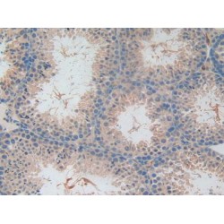 C-Type Lectin Domain Family 10 Member A / CD301 (CLEC10A) Antibody