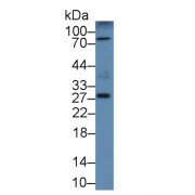 Western blot analysis of Mouse Pancreas lysate, using Mouse CLEC13A Antibody (2 µg/ml) and HRP-conjugated Goat Anti-Rabbit antibody (<a href="https://www.abbexa.com/index.php?route=product/search&amp;search=abx400043" target="_blank">abx400043</a>, 0.2 µg/ml).