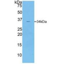 Mitogen-Activated Protein Kinase Kinase 2 (MAP2K2) Antibody