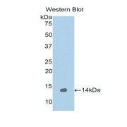 Western blot analysis of the recombinant protein.