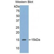 Western blot analysis of recombinant Human REG3a.