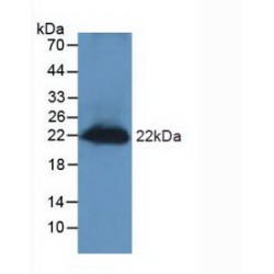 Regenerating Islet Derived Protein 3 Gamma (REG3g) Antibody