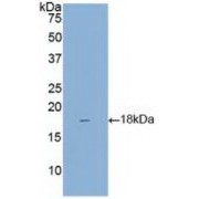 Western blot analysis of recombinant Mouse REG3g.