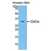 Western blot analysis of the recombinant protein.