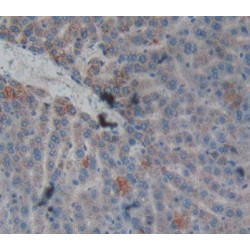 Carboxypeptidase B2 / TAFI (CPB2) Antibody