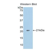 Western blot analysis of the recombinant protein.