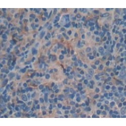 Actin Related Protein 2/3 Complex Subunit 4 (ARPC4) Antibody