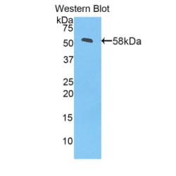 Myosin-1 (MYH1) Antibody