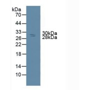 Western blot analysis of Rat Spleen Tissue.