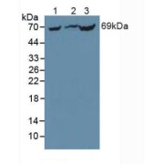 Western blot analysis of (1) Mouse Liver Tissue, (2) Rat Liver Tissue and (3) Mouse Kidney Tissue.