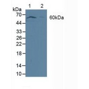 Western blot analysis of (1) Human MCF-7 Cells and (2) Human Jurkat Cells.