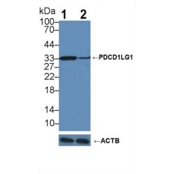 Programmed Cell Death 1 Ligand 1 (CD274) Antibody