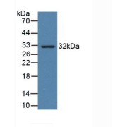 Western blot analysis of recombinant Human CD274.