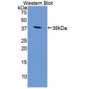 Western blot analysis of recombinant Mouse PDL1/CD274 Protein.