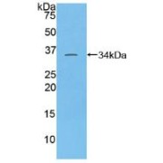 Western blot analysis of recombinant Human TAF1.