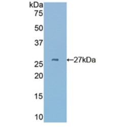 Cysteine Rich Protein, Angiogenic Inducer 61 (CYR61) Antibody