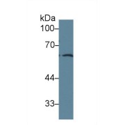 Western blot analysis of Human PC3 cell lysate, using Rat FRS2 Antibody (1 µg/ml) and HRP-conjugated Goat Anti-Rabbit antibody (<a href="https://www.abbexa.com/index.php?route=product/search&amp;search=abx400043" target="_blank">abx400043</a>, 0.2 µg/ml).