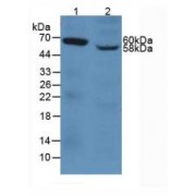 Western blot analysis of (1) Human A549 Cells and (2) Human Jurkat Cells.
