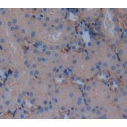 Platelet/Endothelial Cell Adhesion Molecule (PECAM1) Antibody