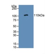 Western blot analysis of Rat Adrenal Gland Tissue.