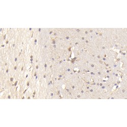 Protein Tyrosine Phosphatase Receptor Type S (PTPRS) Antibody