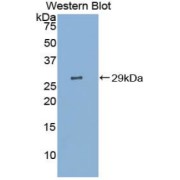 Western blot analysis of the recombinant Mouse CNTNAP4 protein.