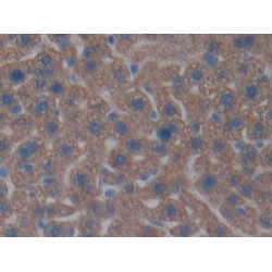 Contactin Associated Protein Like Protein 4 (CNTNAP4) Antibody