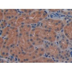 Contactin Associated Protein Like Protein 4 (CNTNAP4) Antibody