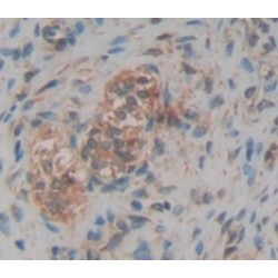 CUB And Zona Pellucida Like Domains Protein 1 (CUZD1) Antibody