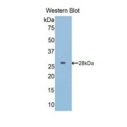 Western blot analysis of the recombinant protein.