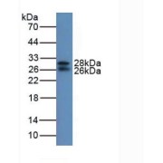 Western blot analysis of Mouse Serum.