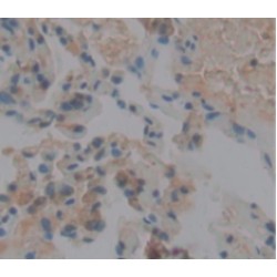 V-Ral Simian Leukemia Viral Oncogene Homolog A (RALA) Antibody