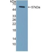 Western blot analysis of recombinant Mouse FcgR3A.