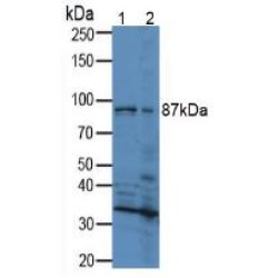 Relaxin/Insulin Like Family Peptide Receptor 1 (RXFP1) Antibody