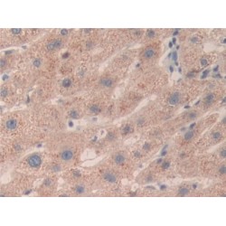 Structural Maintenance of Chromosomes Protein 3 (SMC3) Antibody