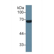 Western blot analysis of Human Placenta lysate, using Human ALPPL2 Antibody (1 µg/ml) and HRP-conjugated Goat Anti-Rabbit antibody (<a href="https://www.abbexa.com/index.php?route=product/search&amp;search=abx400043" target="_blank">abx400043</a>, 0.2 µg/ml).