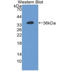 Alkaline Phosphatase, Placental Like Protein 2 (ALPPL2) Antibody