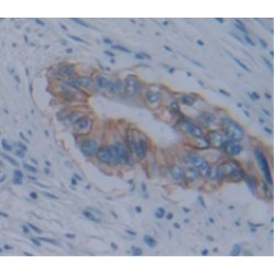 Alkaline Phosphatase, Placental Like Protein 2 (ALPPL2) Antibody